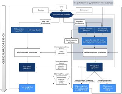 Altered sleep and neurovascular dysfunction in alpha-synucleinopathies: the perfect storm for glymphatic failure